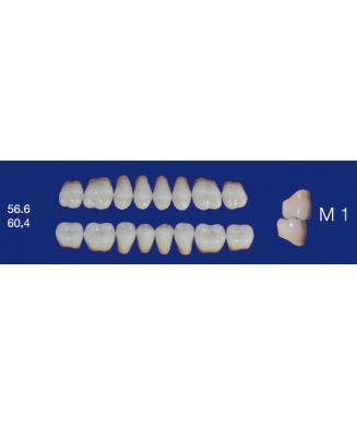 Biodent formes postérieurs - Inférieur Biodent formes postérieurs - Inférieur